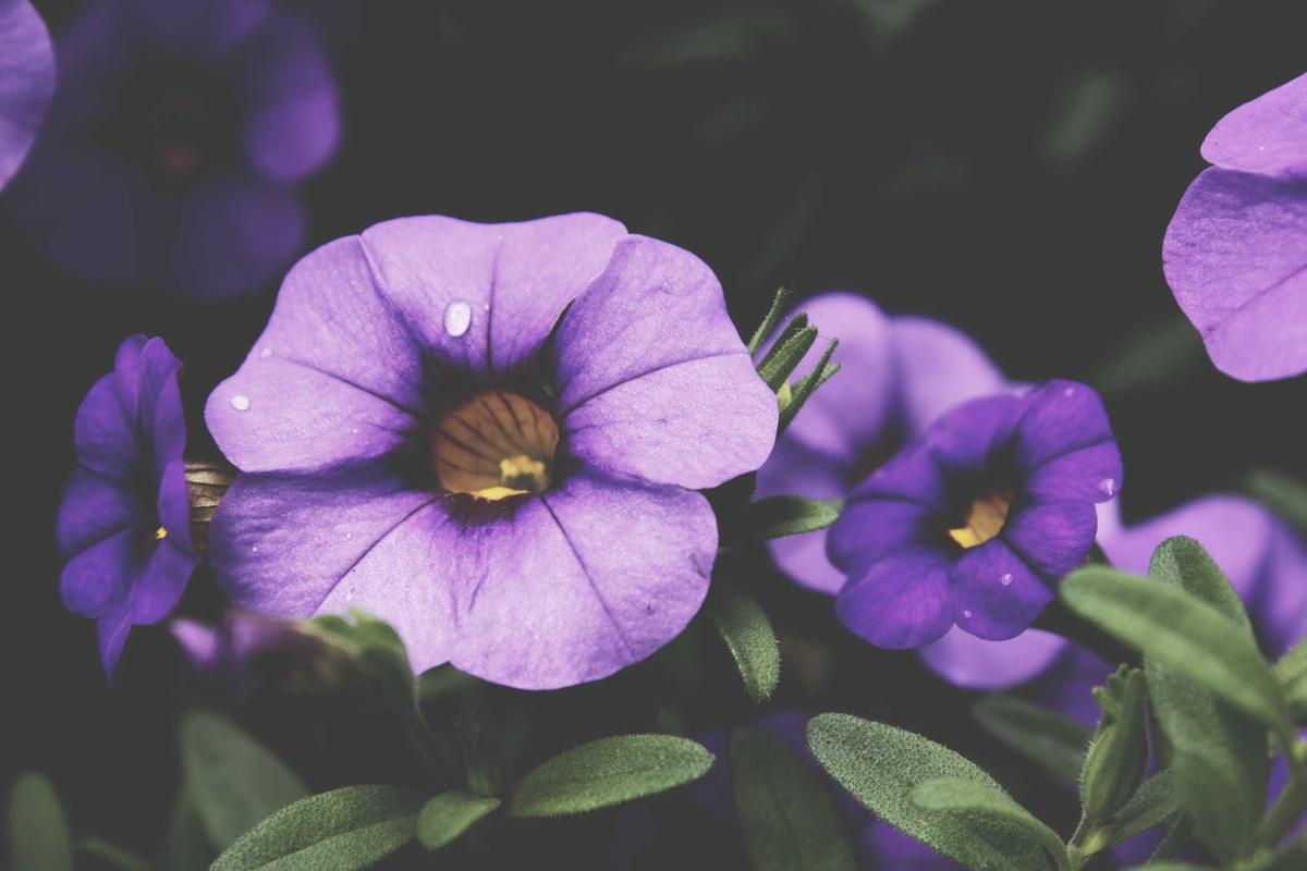 SIPPs vs Workplace Pensions: Which Is Better? - Ukpensionsguide